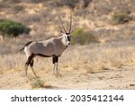 Gemsbok Or Gemsbuck  Oryx...