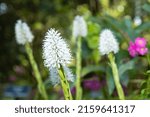 Small photo of Tibetan ypsilandra (Ypsilandra thibetica) is an evergreen perennial to about 30cm with strap-shaped leaves turning bronzy in winter.