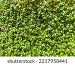Small photo of Garden cress (Lepidium sativum), sometimes referred to as garden cress (or curly cress) to distinguish it from similar plants also referred to as cress is a rather fast-growing, edible herb.