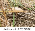 Small photo of Tawny grisette (Amanita fulva) is a basidiomycete mushroom of the genus Amanita. It is found frequently in deciduous and coniferous forests of Europe, and possibly North America.