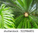 Giant Dioon  Dioon Spinulosum ...