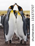 A Pair Of King Penguins ...
