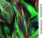 Small photo of Real fluorescence microscopic view of human skin cells in culture. Nucleus are in blue, actin filaments are in red, tubulin was labeled with green