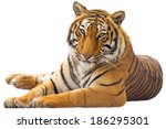 Beautiful tiger   isolated on...