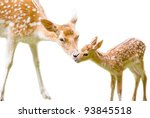 Mother's love, deer and cute fawn - isolated on white background