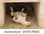 Small photo of Pride of Lions sleeping under a man made culvert (scientific name: Panthera leo, or "Simba" in Swaheli) in the Serengeti National park, Tanzania