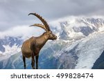 Ibex   Range Of Mont Blanc. In...