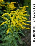 Small photo of Close up of the blooming yellow inflorescence of Solidago canadensis, known as Canada goldenrod or Canadian goldenrod.