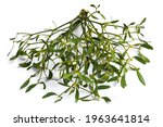 Viscum album, mistletoe branch, family Santalaceae, commonly known as European mistletoe isolated o a white background