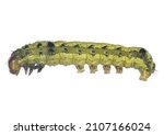 African Cotton Leafworm Or...