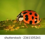 Ladybug  ladybird   harmonia...