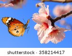 Butterfly and pink almond tree blossom 