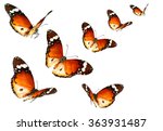 Butterflies Migrating Flight....