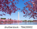 Washington Dc Cherry Blossom...