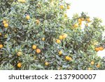 Ripe Oranges On A Tree Outdoor...