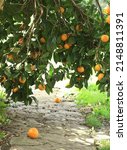 Ripe Orange On A Tree Outdoor...