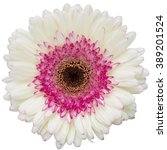 White And Pink Gerbera Flower...