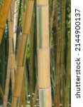 Small photo of Phyllostachys edulis bicolor with yellow culms strongly green striated in the furrow with more discrete lines around is native to China.