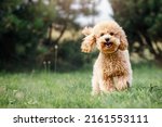 Small photo of A smiling little puppy of a light brown poodle in a beautiful green meadow is happily running towards the camera. Cute dog and good friend. Free space to copy text.