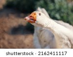 Portrait of Domestic goose, Anser cygnoides domesticus, in profile on bright green blurred background. Domesticated grey goose, greylag goose or white goose portrait