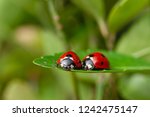 Lovely Couple Of Ladybirds On A ...