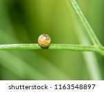 Small photo of A single Black Swallowtail butterfly egg attached to a delicate Fennel leaf; with caterpillar visible through the shell; nearly ready to eclose