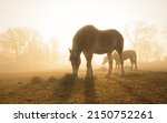 Belgian Draft Horse Eating Hay...