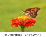 Gulf Fritillary Butterfly On A...