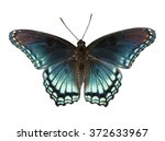 Red Spotted Purple Admiral ...