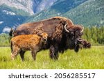 American Bison or Buffalo with calf and herd eating grass 