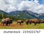 American Bison or Buffalo with calf and herd in a field surrounded by mountains