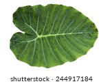 Green Leaf Of Colocasia...