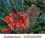 Close Up Of Cycad With Orange...