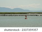Small photo of Fraser River with a red bell buoy and land and islands in background.