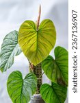 Small photo of Philodendron Majestic, a climbing tropical aroid plant with heart-shaped leaves and silvery variegation. Philodendron 'Majestic' is a hybrid cross between Philodendron sodiroi and Philodendron verruco