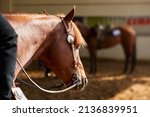 Portrait Of A Western Horse At...