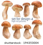 Small photo of Mushroom Boletus - gustable edulis isolated on white background with set for design