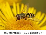 Hoverfly (Syrphidae) in its natural enviroment