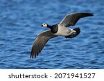 Barnacle Goose In Its Natural...