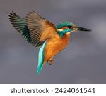 Common kingfisher in its...