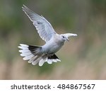Eurasian Collared Dove ...