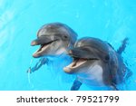 Two Dolphins Swim In The Pool