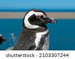 Small photo of Patagonian penguins are classified as Near Threatened on the IUCN Red List