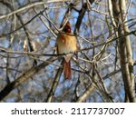 Female Cardinal Bird Sitting On ...