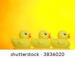 Family Of Baby Ducks