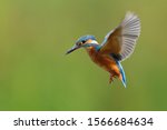 Kingfisher Hovering With Wings...