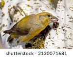 Small photo of A close up of a female red crossbill feeding from a white tree near Cheney, Washington.