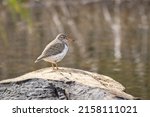 A Small Spotted Sandpiper Stand ...