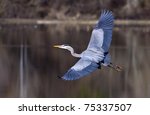 A Blue Heron Spreads Its Wings...