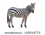 Zebra isolated on white...
